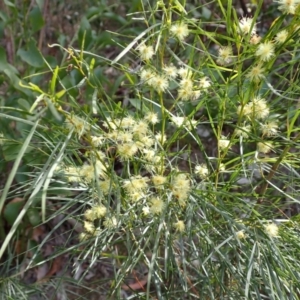 Acacia cognata at Mallacoota, VIC - 9 Sep 2023