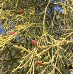 Exocarpos cupressiformis at Mallacoota, VIC - 9 Sep 2023