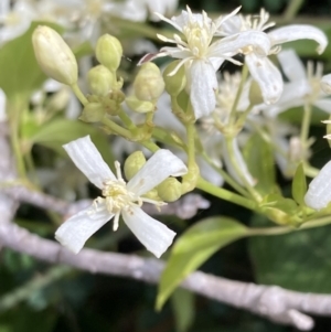 Clematis glycinoides at Mallacoota, VIC - 9 Sep 2023