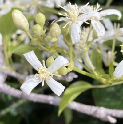 Clematis glycinoides (Headache Vine) at Mallacoota, VIC - 9 Sep 2023 by AnneG1