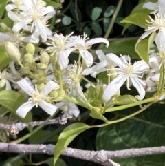 Clematis glycinoides at Mallacoota, VIC - 9 Sep 2023