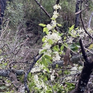 Clematis glycinoides at Mallacoota, VIC - 9 Sep 2023