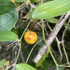 Clematis glycinoides at Mallacoota, VIC - 9 Sep 2023