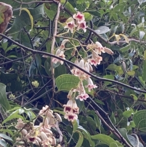 Pandorea pandorana at Mallacoota, VIC - 9 Sep 2023