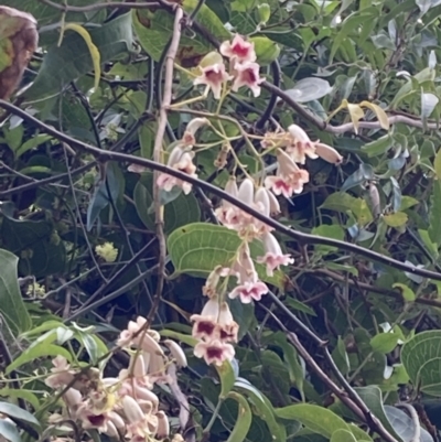 Pandorea pandorana (Wonga Wonga Vine) at Mallacoota, VIC - 9 Sep 2023 by AnneG1