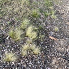 Nassella trichotoma (Serrated Tussock) at Jerrabomberra, NSW - 17 Sep 2023 by SteveBorkowskis