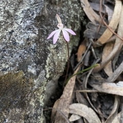 Caladenia fuscata (Dusky Fingers) at Jerrabomberra, NSW - 17 Sep 2023 by SteveBorkowskis