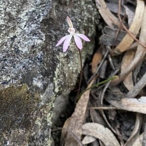 Caladenia fuscata at Jerrabomberra, NSW - 17 Sep 2023