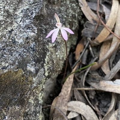 Caladenia fuscata (Dusky Fingers) at Jerrabomberra, NSW - 17 Sep 2023 by Steve_Bok