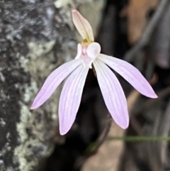 Caladenia fuscata at Jerrabomberra, NSW - suppressed