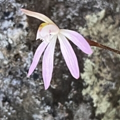 Caladenia fuscata at Jerrabomberra, NSW - 17 Sep 2023