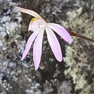 Caladenia fuscata at Jerrabomberra, NSW - suppressed