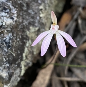 Caladenia fuscata at Jerrabomberra, NSW - suppressed