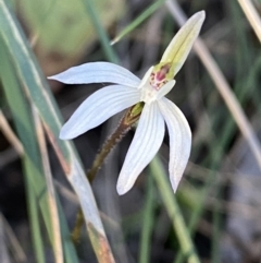 Caladenia fuscata (Dusky Fingers) at Mount Jerrabomberra QP - 17 Sep 2023 by Steve_Bok