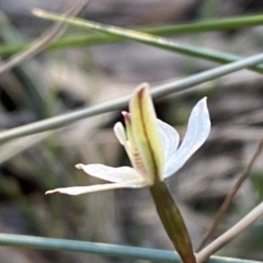 Caladenia fuscata at Jerrabomberra, NSW - 17 Sep 2023