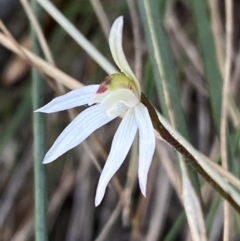 Caladenia fuscata at Jerrabomberra, NSW - 17 Sep 2023