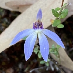 Cyanicula caerulea (Blue Fingers, Blue Fairies) at Jerrabomberra, NSW - 17 Sep 2023 by SteveBorkowskis