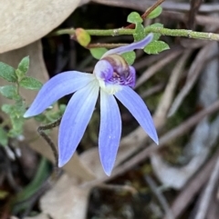 Cyanicula caerulea at Jerrabomberra, NSW - 17 Sep 2023