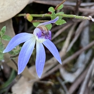 Cyanicula caerulea at Jerrabomberra, NSW - 17 Sep 2023