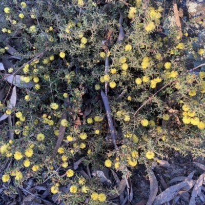 Acacia gunnii (Ploughshare Wattle) at Mount Jerrabomberra - 17 Sep 2023 by Steve_Bok