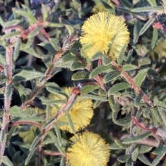 Acacia gunnii at Jerrabomberra, NSW - 17 Sep 2023 05:22 PM