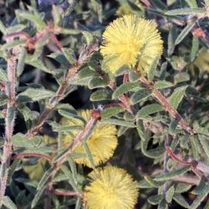 Acacia gunnii at Jerrabomberra, NSW - 17 Sep 2023