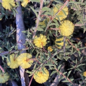 Acacia gunnii at Jerrabomberra, NSW - 17 Sep 2023 05:22 PM