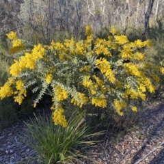 Acacia cultriformis (Knife Leaf Wattle) at QPRC LGA - 17 Sep 2023 by Steve_Bok