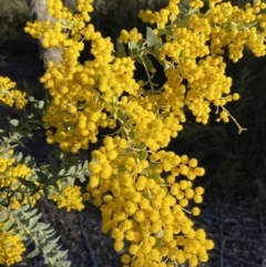 Acacia cultriformis at Jerrabomberra, NSW - 17 Sep 2023 04:38 PM