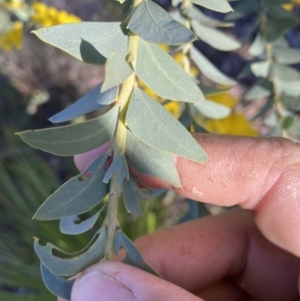 Acacia cultriformis at Jerrabomberra, NSW - 17 Sep 2023