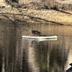 Anas superciliosa (Pacific Black Duck) at Bungendore, NSW - 17 Sep 2023 by yellowboxwoodland