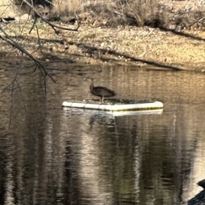 Anas superciliosa (Pacific Black Duck) at Bungendore, NSW - 17 Sep 2023 by yellowboxwoodland