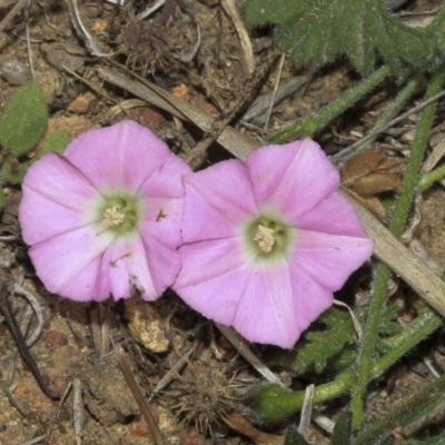 Convolvulus angustissimus subsp. angustissimus (Australian Bindweed) at Ginninderry Conservation Corridor - 17 Sep 2023 by AlisonMilton