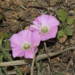 Convolvulus angustissimus subsp. angustissimus at Strathnairn, ACT - 17 Sep 2023