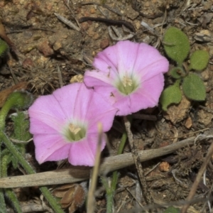 Convolvulus angustissimus subsp. angustissimus at Strathnairn, ACT - 17 Sep 2023