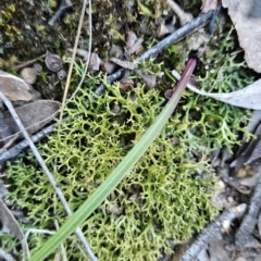 Thelymitra sp. (A Sun Orchid) at Piney Ridge - 16 Sep 2023 by BethanyDunne