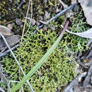 Thelymitra sp. at Stromlo, ACT - 17 Sep 2023