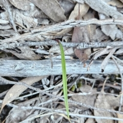 Thelymitra sp. at Stromlo, ACT - 17 Sep 2023
