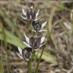 Wurmbea dioica subsp. dioica (Early Nancy) at Strathnairn, ACT - 17 Sep 2023 by AlisonMilton