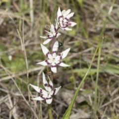 Wurmbea dioica subsp. dioica at Strathnairn, ACT - 17 Sep 2023 10:30 AM