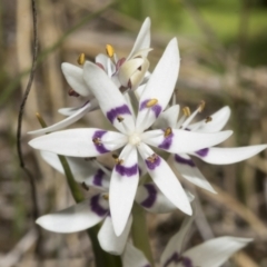 Wurmbea dioica subsp. dioica at Strathnairn, ACT - 17 Sep 2023 10:30 AM