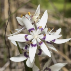 Wurmbea dioica subsp. dioica at Strathnairn, ACT - 17 Sep 2023 10:30 AM