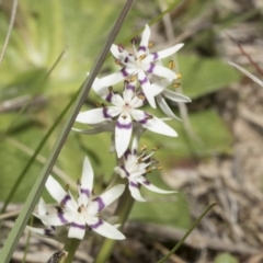 Wurmbea dioica subsp. dioica at Strathnairn, ACT - 17 Sep 2023 10:30 AM