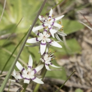 Wurmbea dioica subsp. dioica at Strathnairn, ACT - 17 Sep 2023 10:30 AM