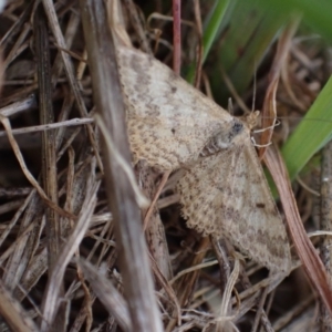 Scopula rubraria at Murrumbateman, NSW - 15 Sep 2023