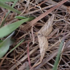 Scopula rubraria at Murrumbateman, NSW - 15 Sep 2023