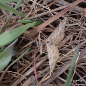 Scopula rubraria at Murrumbateman, NSW - 15 Sep 2023