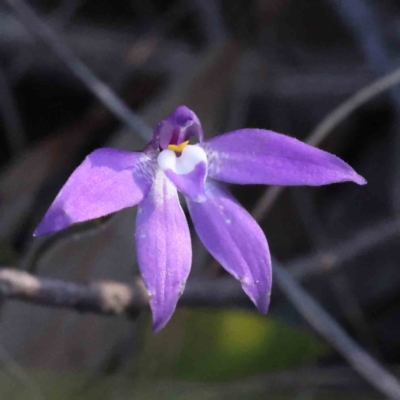 Glossodia major (Wax Lip Orchid) at Caladenia Forest, O'Connor - 16 Sep 2023 by ConBoekel