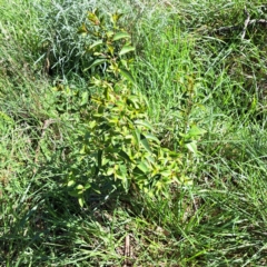 Ligustrum sinense (Narrow-leaf Privet, Chinese Privet) at Mount Majura - 17 Sep 2023 by abread111