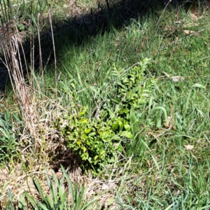 Ligustrum sinense at Hackett, ACT - 17 Sep 2023 01:59 PM